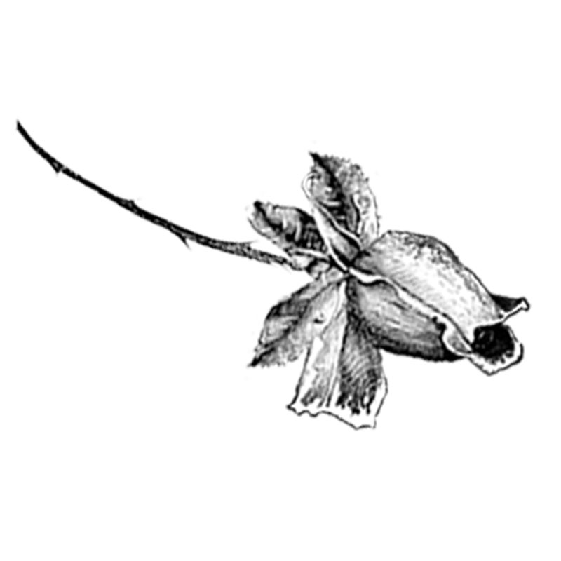 #2354 - Roses - Nature